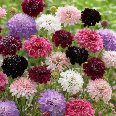 Imperial Mix Scabiosa Seed (Pincushion)