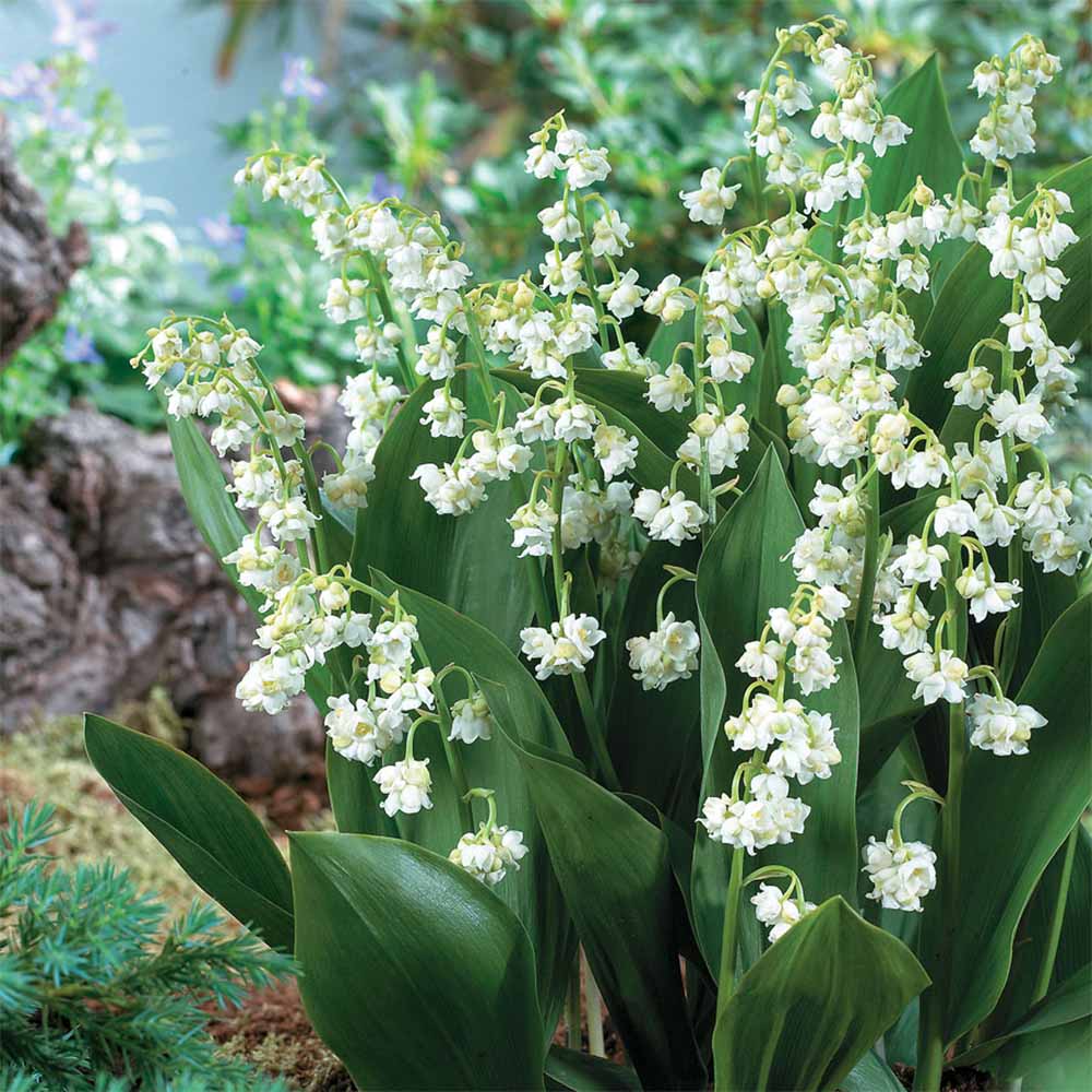 Convallaria - Prolificans Lily Of The Valley - Sugar Creek Gardens