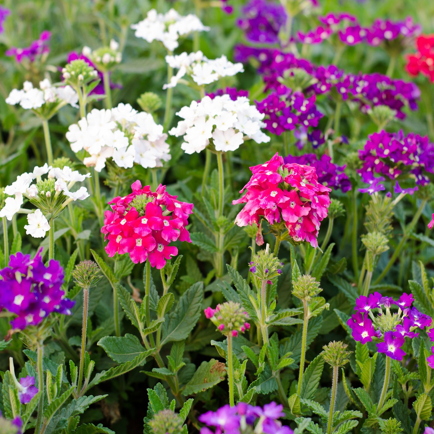 Verbena Florists Mix Seeds (Verbena hybrida)