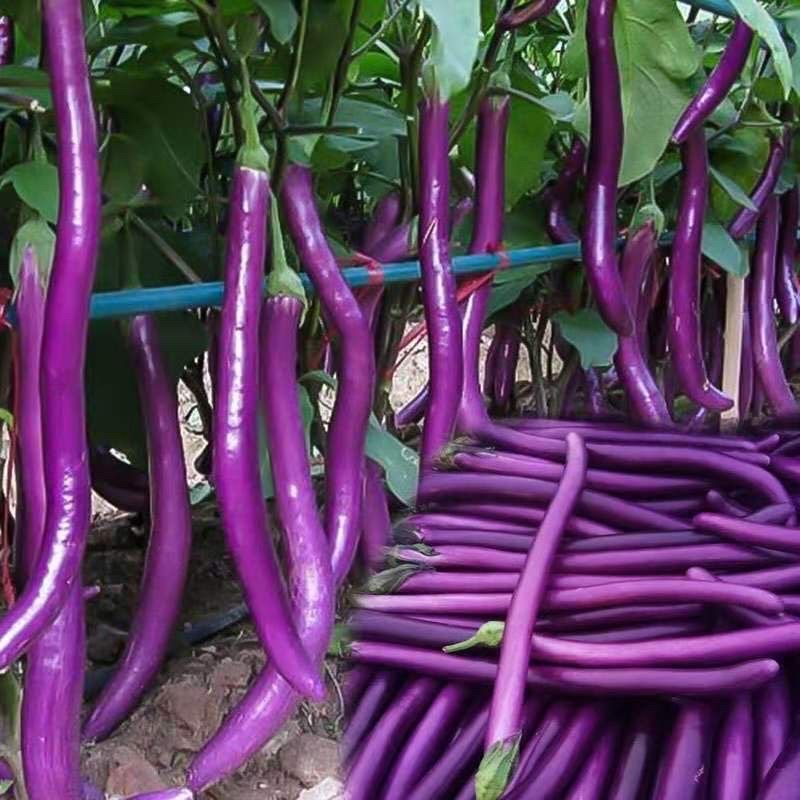 Purple Long Eggplant Seeds – High-Yielding, Tender & Nutrient-Rich