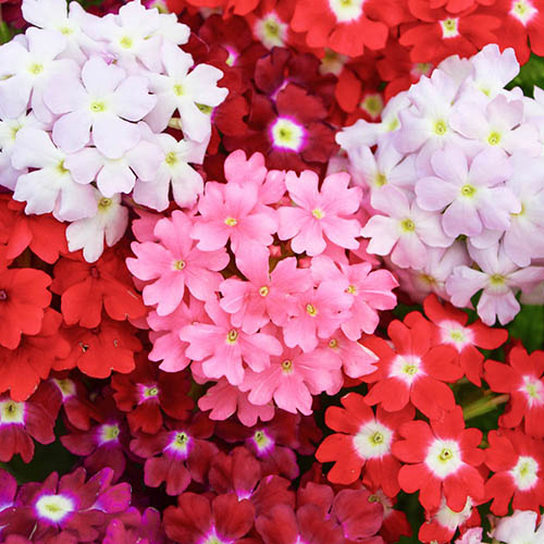 Verbena 'Glory Days' | YouGarden
