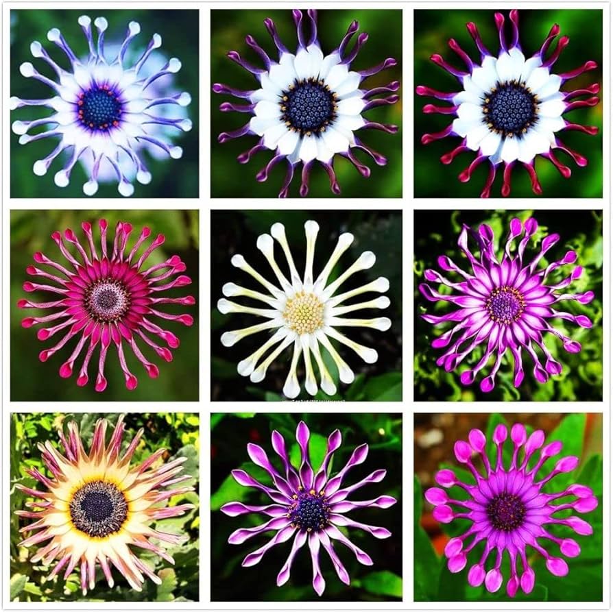 🌿 Rare Blue Daisy Plants – Stunning, Easy-to-Grow, and Long-Blooming! 💙🌼