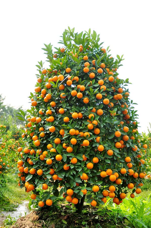Kumquat Seeds - Indoor Grow - Fruit on Tree - 3-gallon pot for easy care