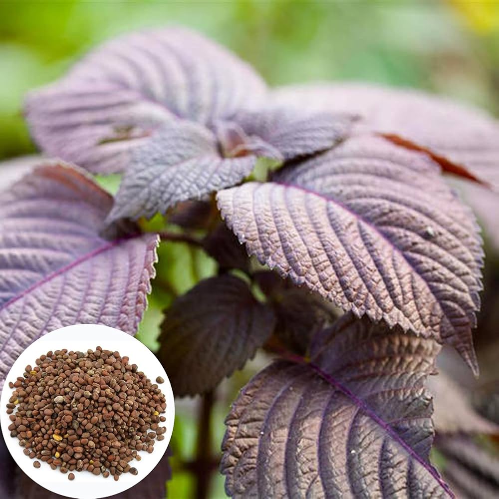 Shiso, Purple (Perilla frutescens) Seeds