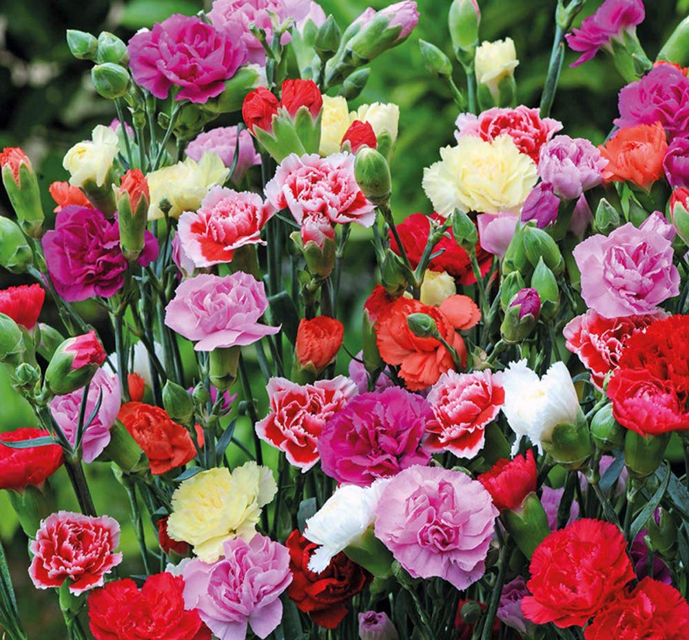 🌸 Mixed Carnation Seeds – Fragrant, Colorful & Easy to Grow 🌸