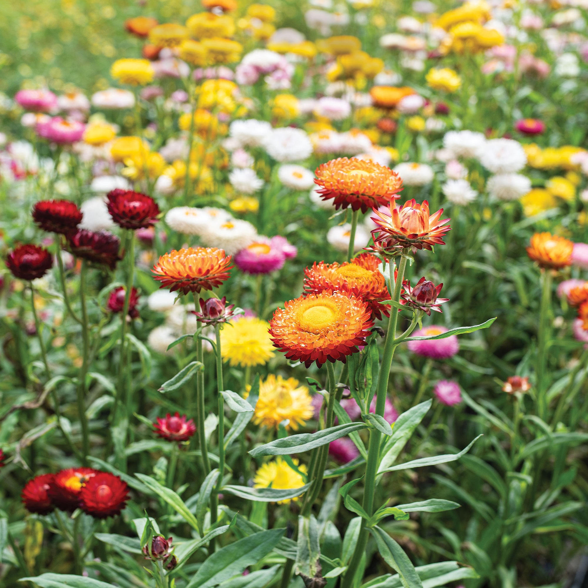 Strawflower 'Swiss Giants Mix' - Xerochrysum bracteatum