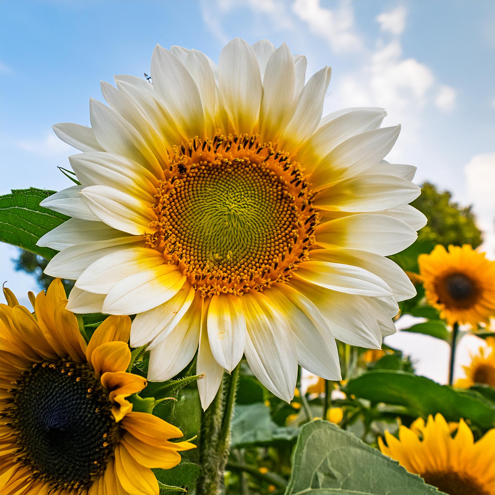 Rare two-color white sunflower seeds