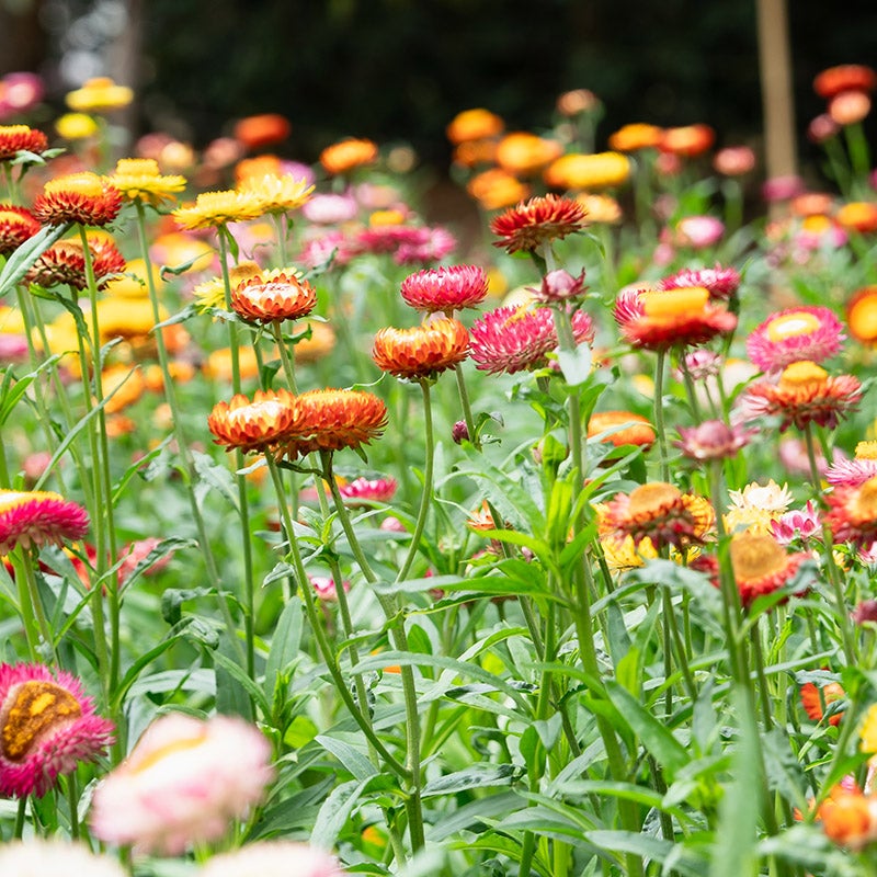 Strawflower Seeds Mix, Helichrysum bracteatum | American Meadows