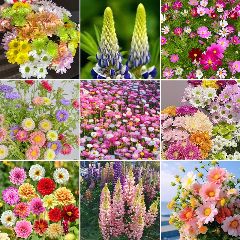 Four Seasons Flowering Mixed Flower Seeds- Year Round Blooms