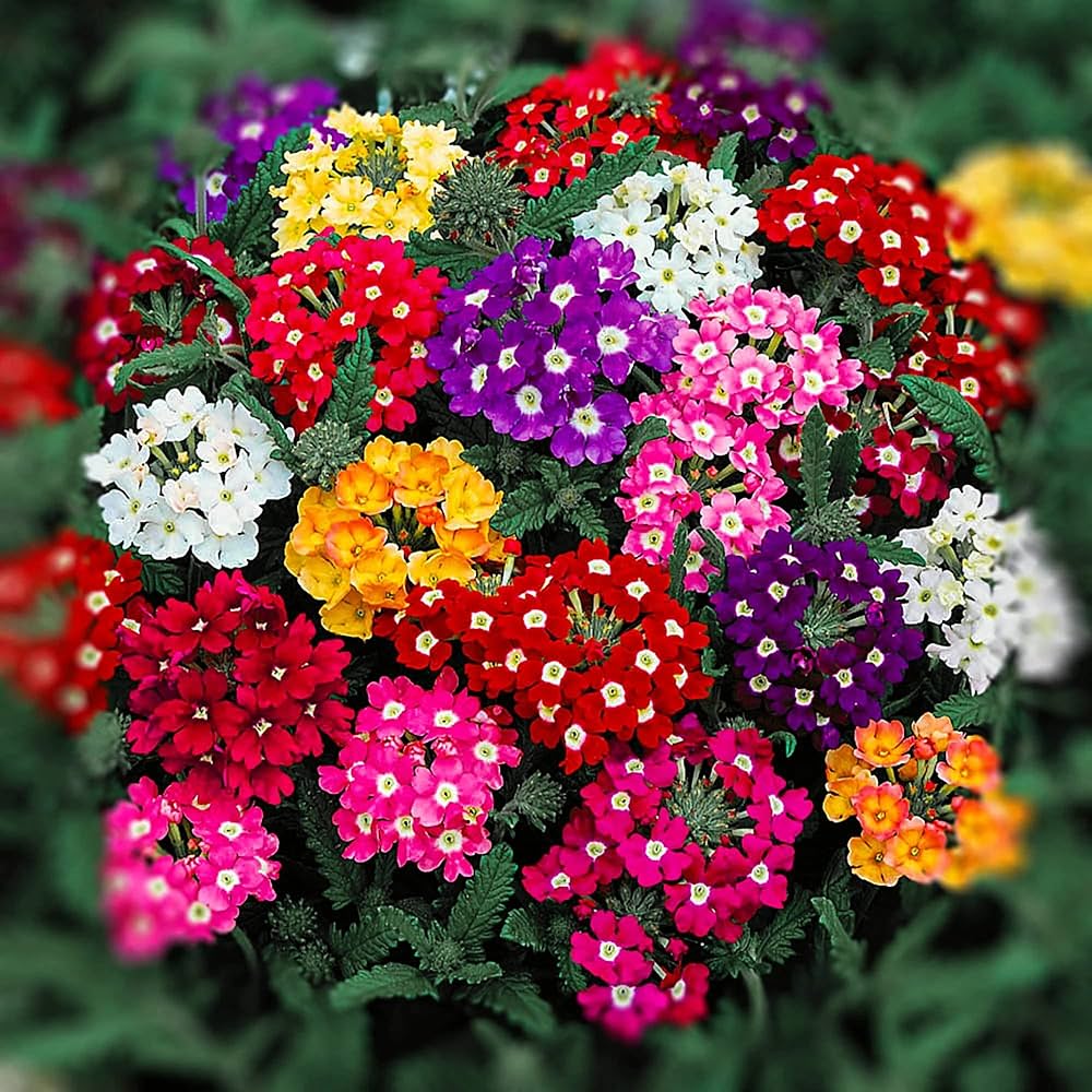 Verbena Seeds