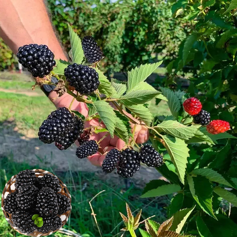 Four-Season Giant Blackberry Seeds