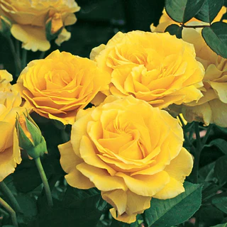 🌹✨Yellow Rose Seeds