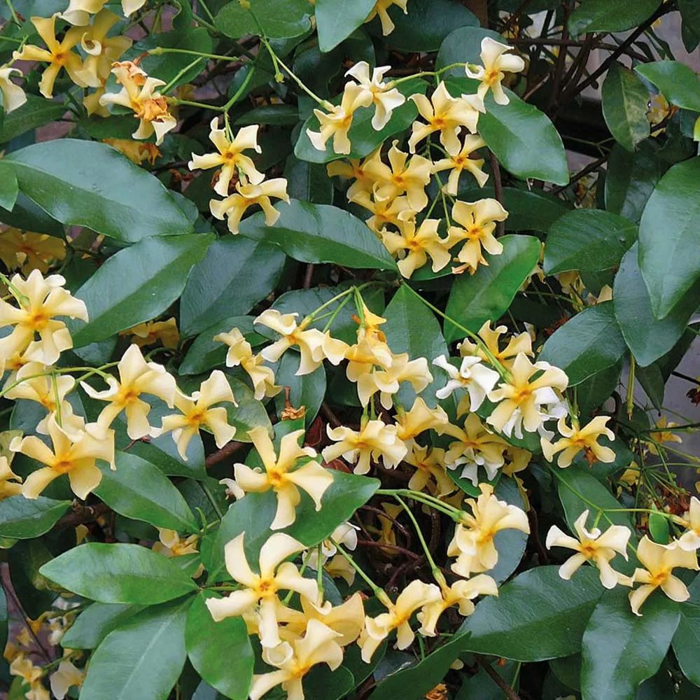 耐热耐寒的风车茉莉，易开花，花量丰富，南北地区都可种的藤本花