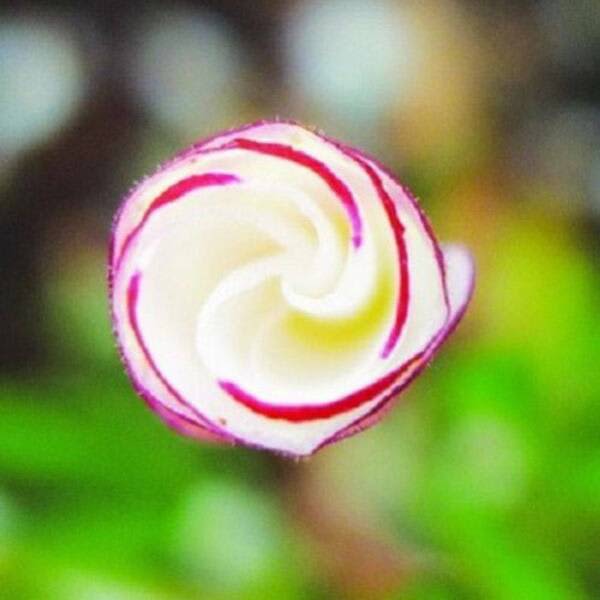 CANDY CANE OXALIS VERSICOLOR PLANT SEEDS