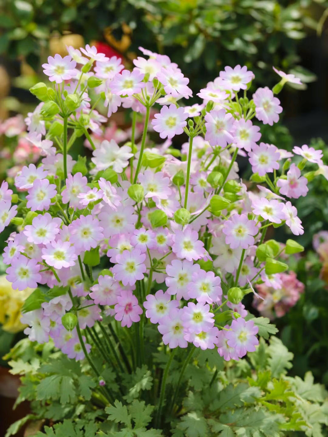 Rare Primula filchnerae-🌺lit. beauty reappears