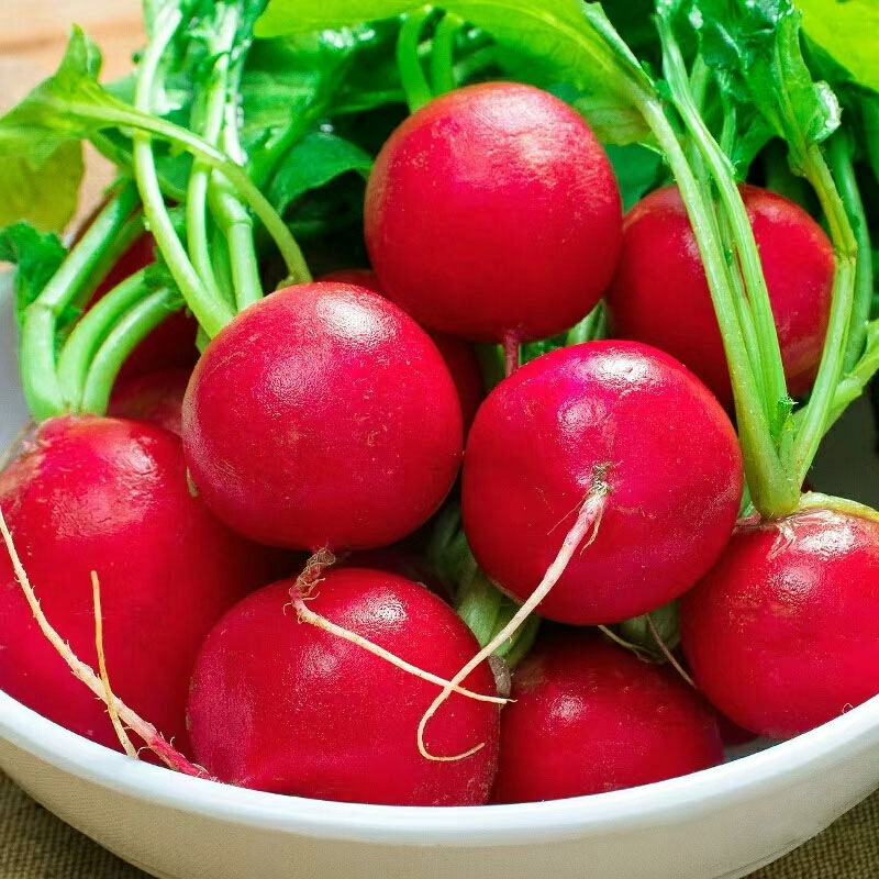 20 Day Miracle Grow Organic Cherry Radish🍒