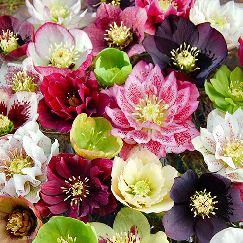 Carnival Hellebore Collection - Christmas Rose