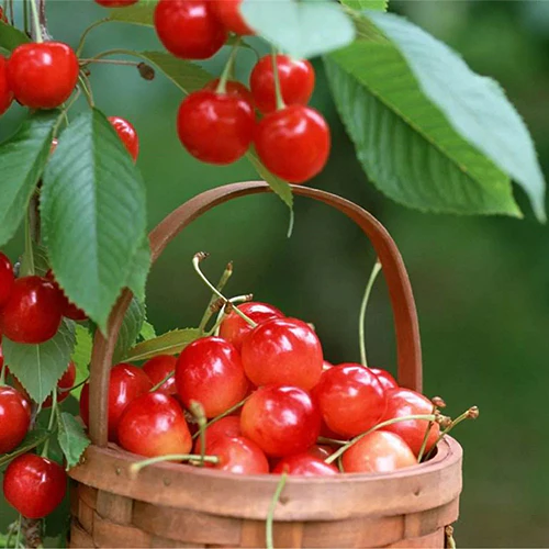 🍒Cold-resistant Cerasus Humilis & Calcium Fruit Seeds