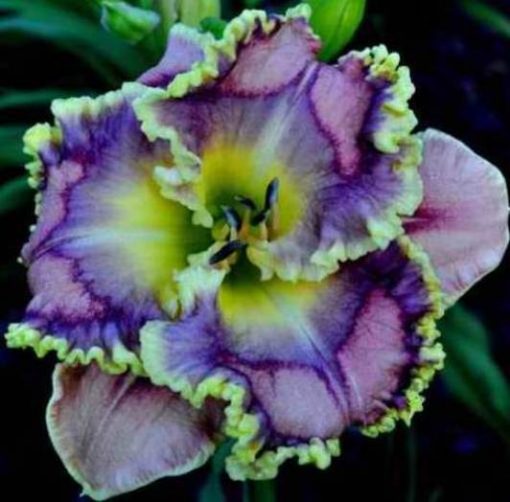 Daylily Hybrid Flowers Seed