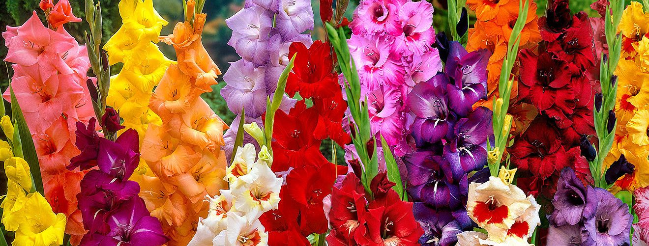 Bloomifique flower crush gladiolus