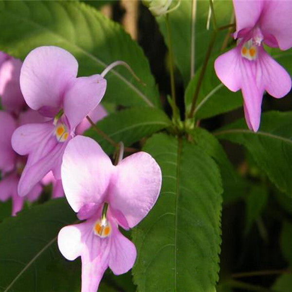 Purple Impatiens Walleriana Flowers Seeds-chloriseeds