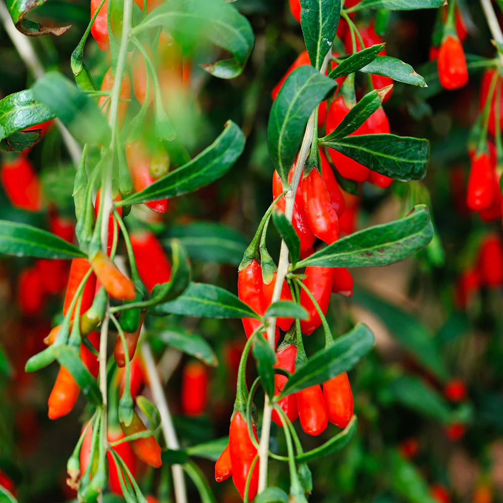 Goji Berry Seeds🍒