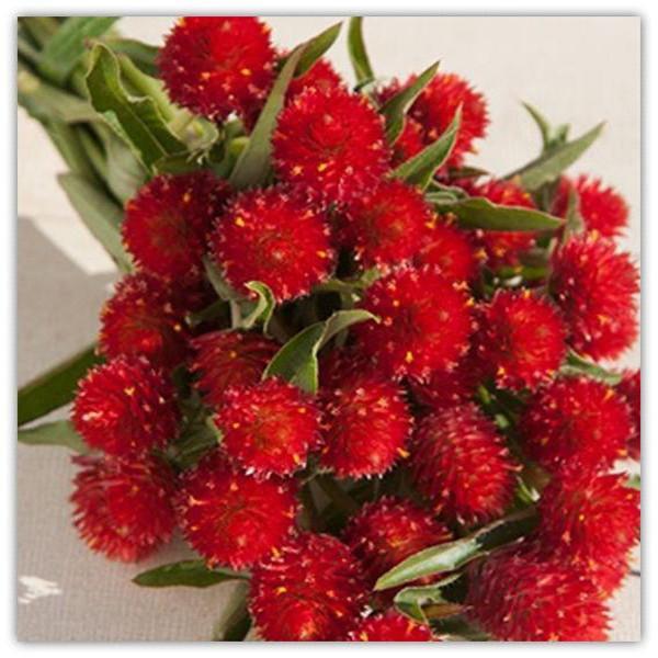 Gomphrena Red Flower Seeds-chloriseeds