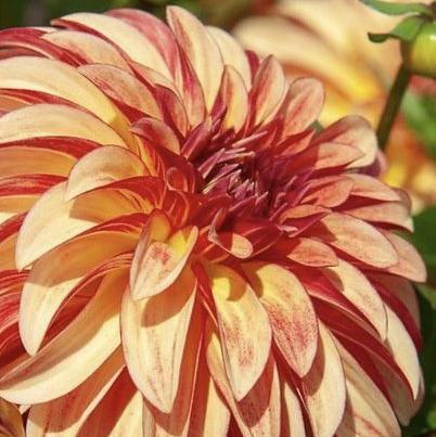 IRISH PINWHEEL-chloriseeds