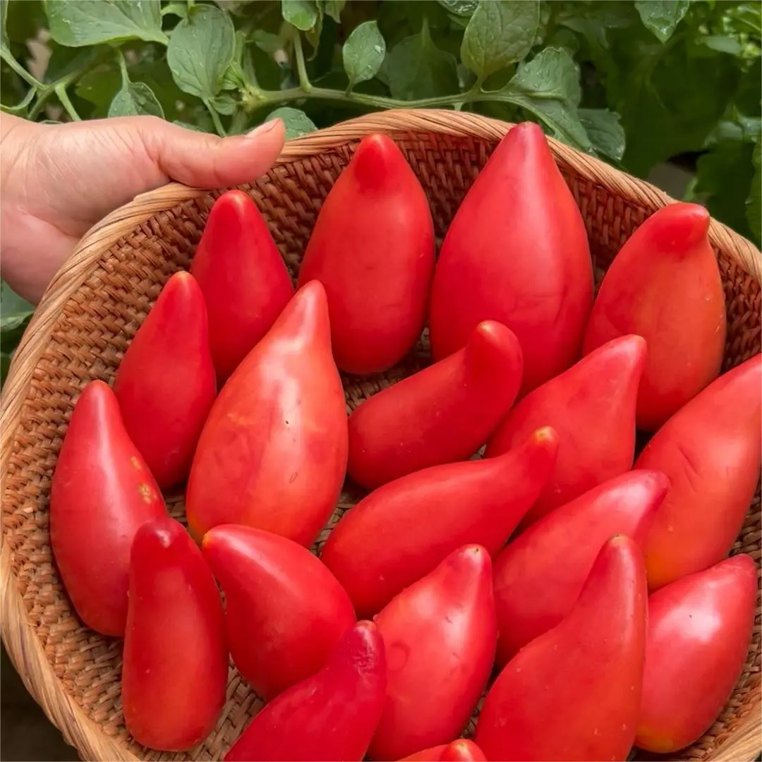 Mango Honey Tomato Seeds