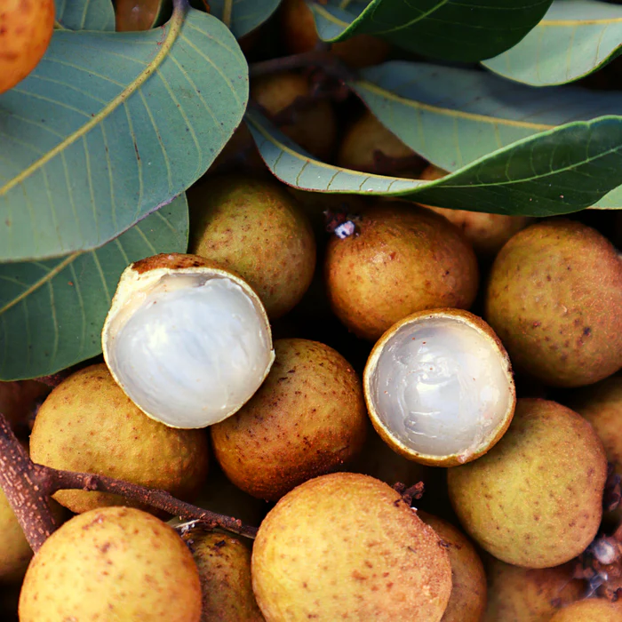 Longan / Dragon Eye Fruit Seeds