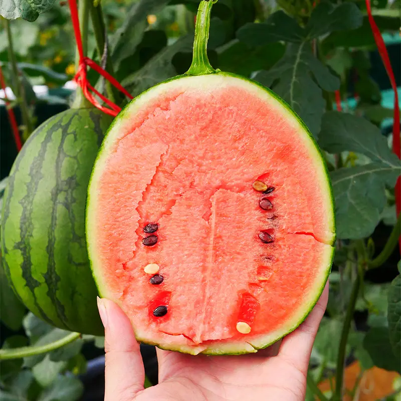 🍉Thin Skin Ruby Mini Watermelons Seeds