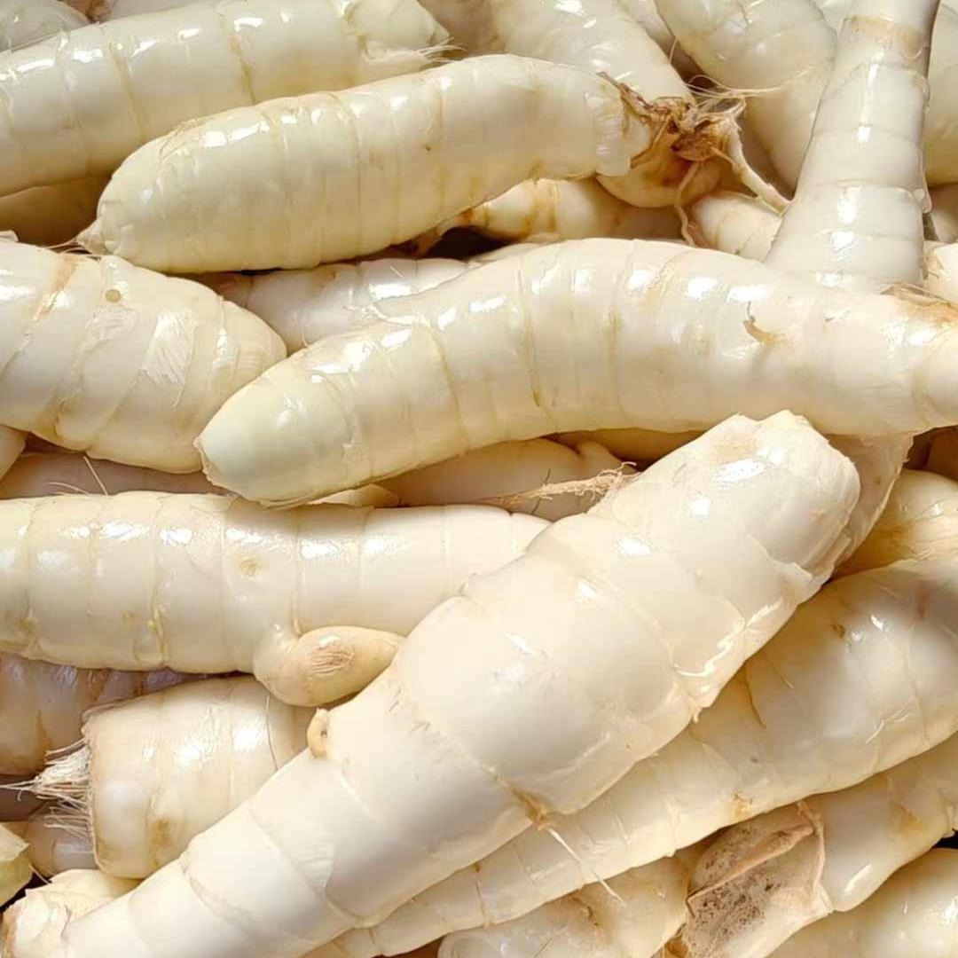 🎍🥔Arrowroot Seeds