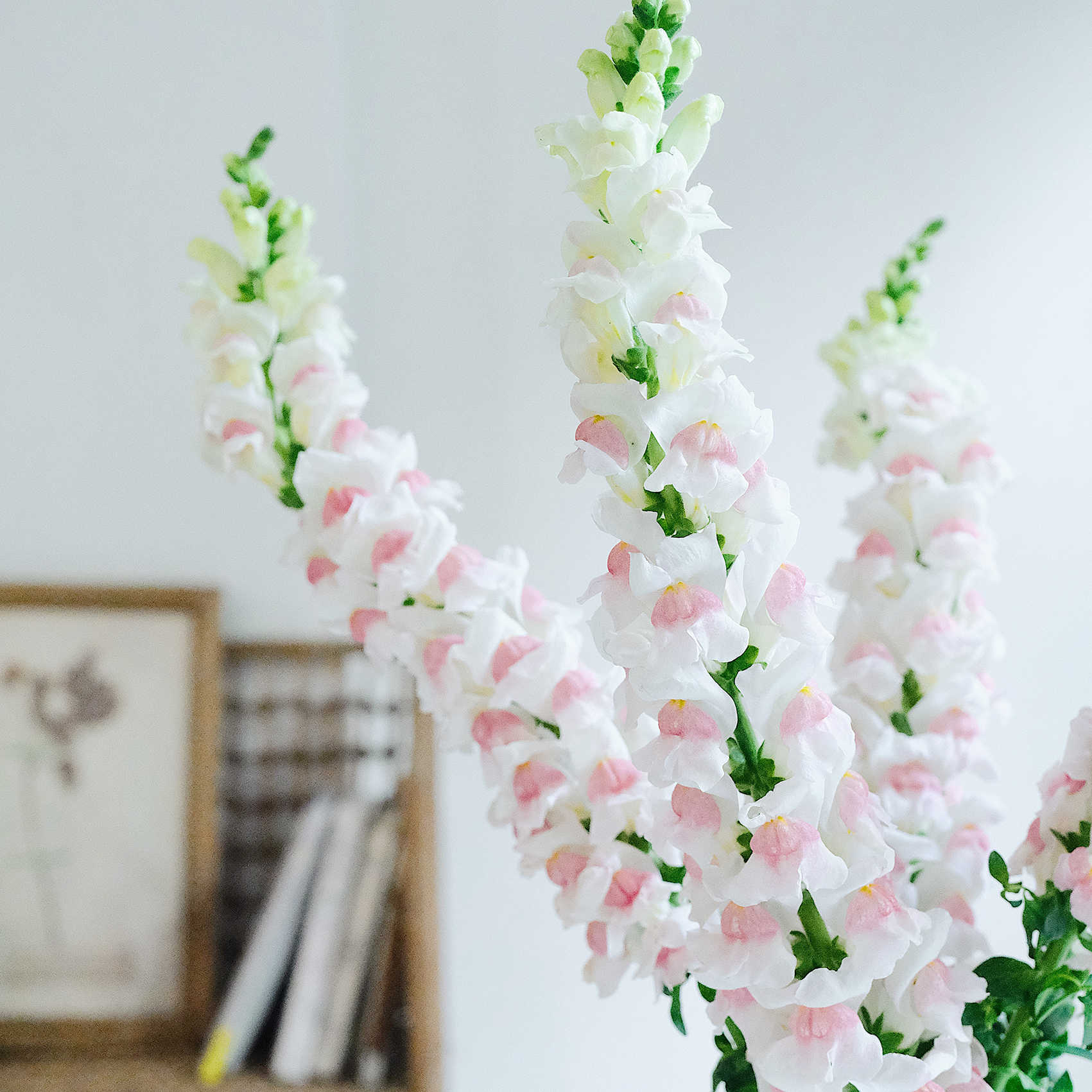 APPLE BLOSSOM SNAPDRAGON Flower Seeds