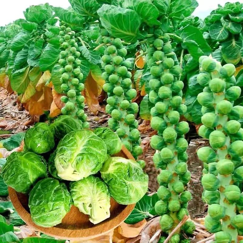 🥦Four-Season Brussels Sprouts Seeds