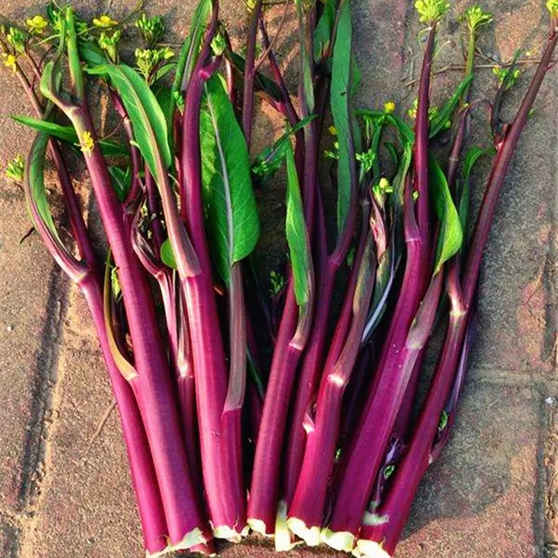 Hongtai Choy Seeds, Red Caitai Seeds,  Purple Choy Sum Seeds