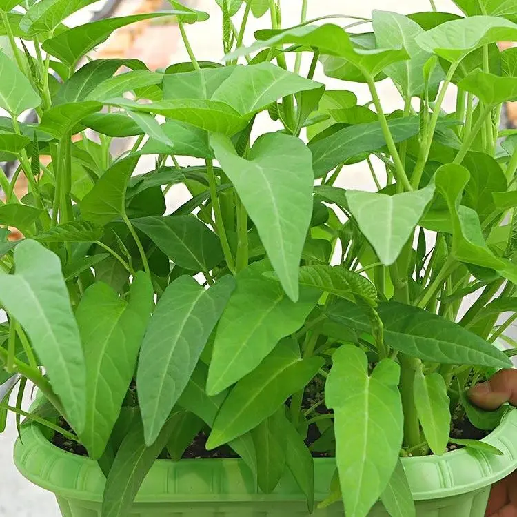 Large Water Spinach Seeds,, Kangkong Seeds, Ong Choy Seeds