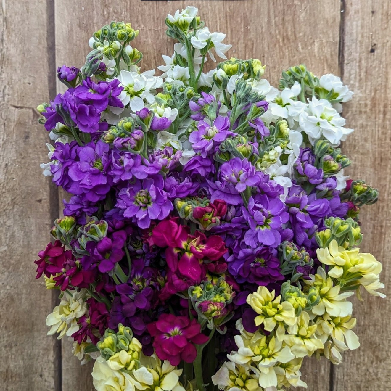 Cut Flower Stock Seeds, Cut Violet Seeds