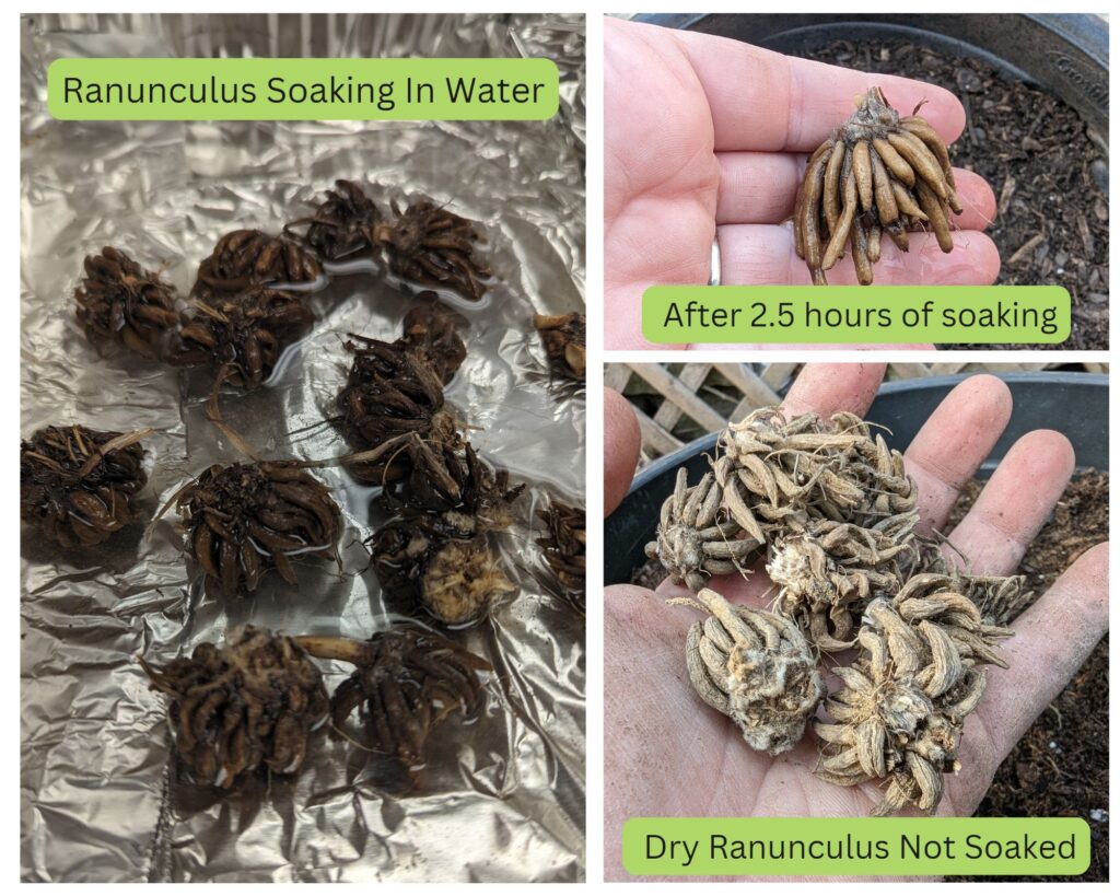 How to Plant Ranunculus | How to Plant Anemone | Spring Planting Guide