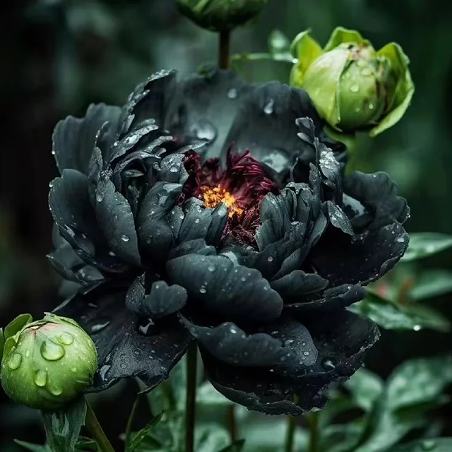 Black Beauty Peony Flower