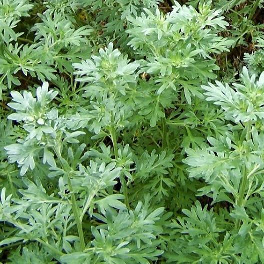 Absinthe Wormwood Seeds-chloriseeds