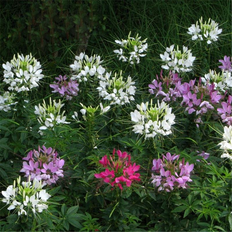 Tarenaya Hassleriana Mix