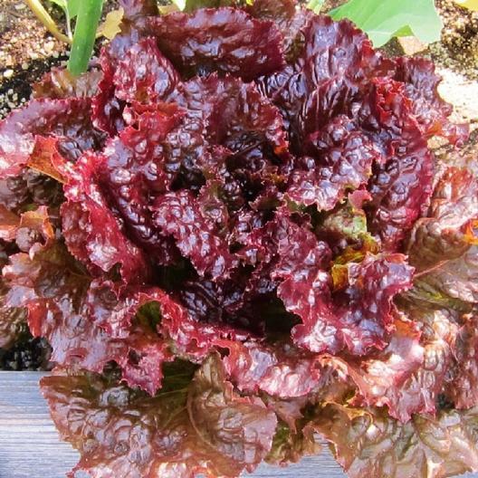 Lettuce Red Velvet Organic