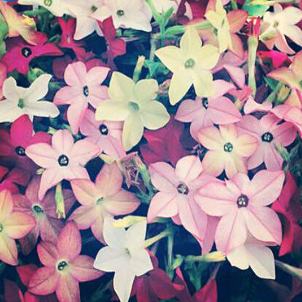Nicotiana Alata Seeds-chloriseeds
