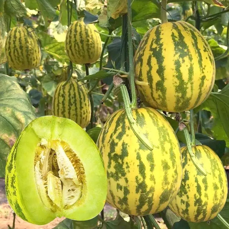 Pali Aroma Melons Seeds