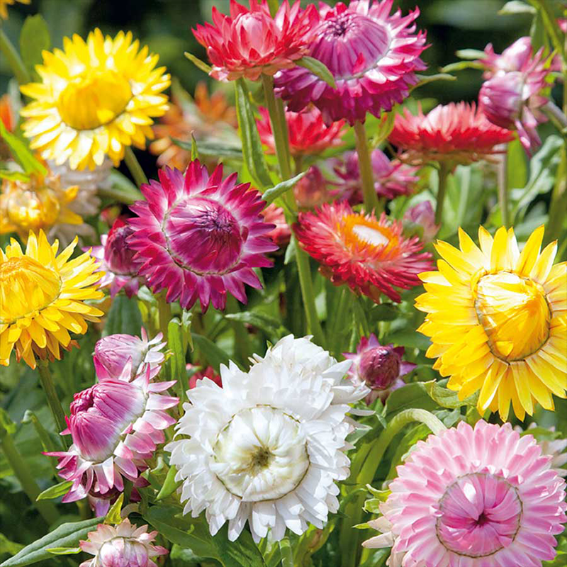HELICHRYSUM bracteatum (Strawflower, Tall Mixed) &ndash; MySeedsCo