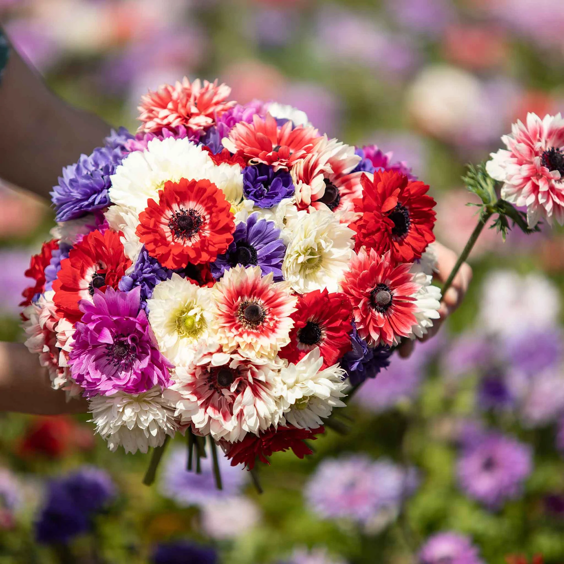 Double Anemone Seeds