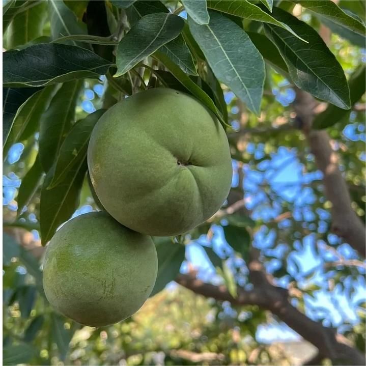 Robuste Sorten von Weißen Sapote Samen