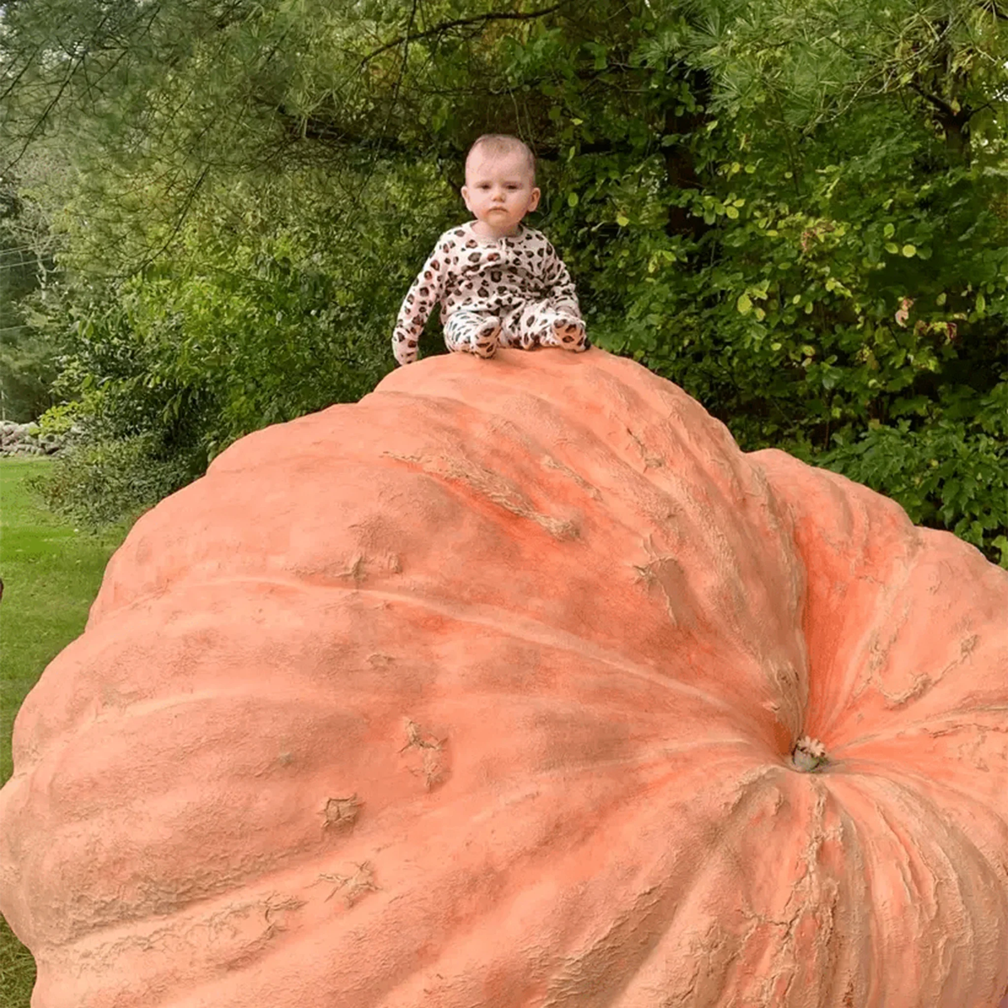 Giant Pumpkin Seeds