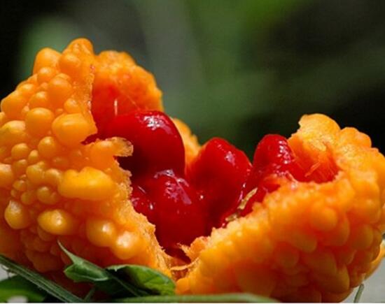 賴葡萄和苦瓜的區別,顏色味道吃法均不相同 賴葡萄和苦瓜的區別,顏色味道吃法均不相同