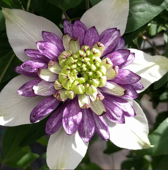 New Viennetta Clematis Seeds